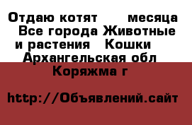 Отдаю котят. 1,5 месяца - Все города Животные и растения » Кошки   . Архангельская обл.,Коряжма г.